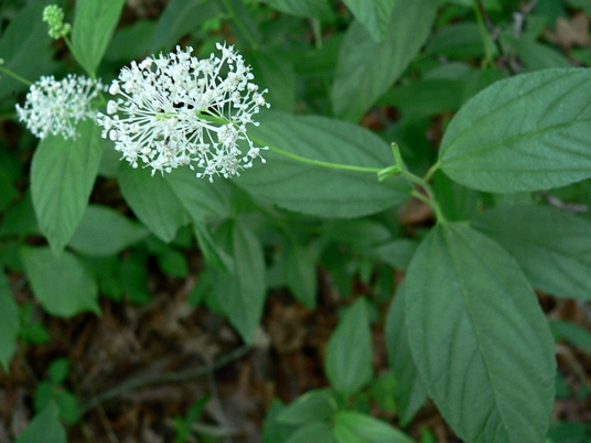 {Ceanothus americanus}